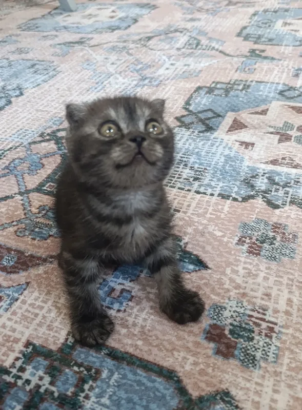 Продаются вислоухие котята! — фото 4