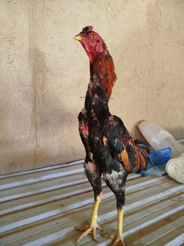 dakan xoroz zotiga qoniga jovob