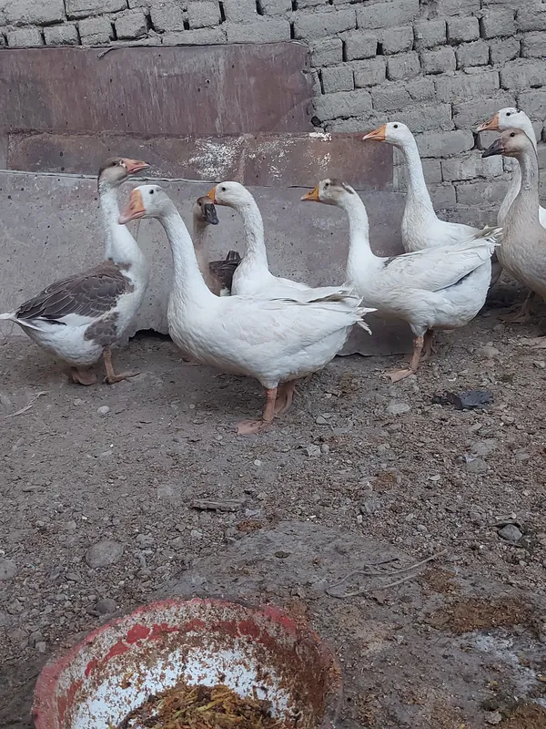 gozlar sotiladi arzon 2 gozlar sotiladi arzon 2