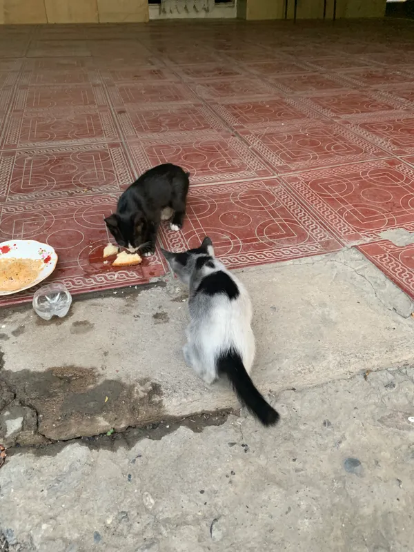 Кошка 3 Кошка 3