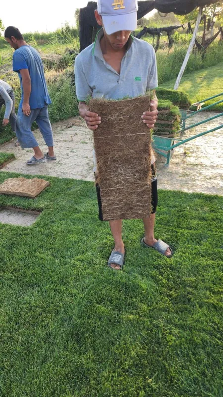 Тайёр Тирик рулонни газон