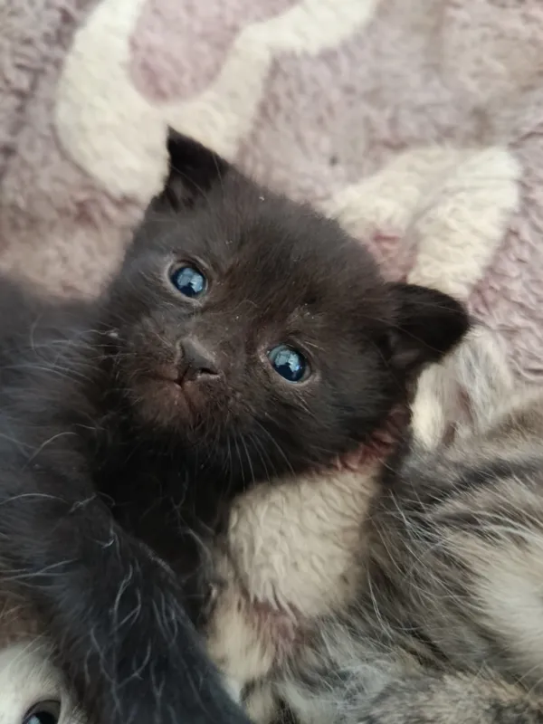 Милый котенок скоттиш фолд срочно ищет дома 1