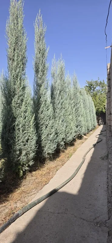 Арча (Keparis arizonika)