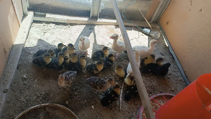 Indautka jöjalrı sotıladı. 3 kunlık. 35 mingdan — фото 1