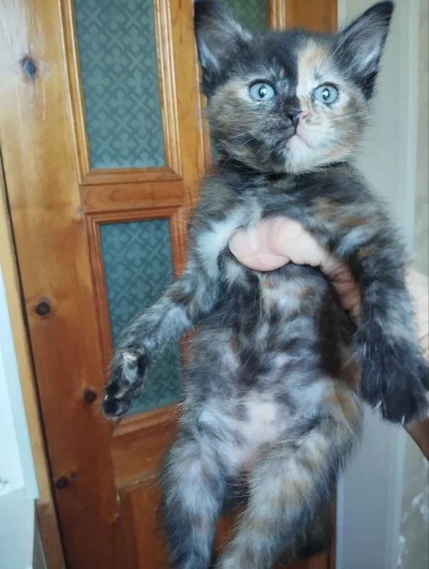 Котята в добрые руки 4 Котята в добрые руки 4