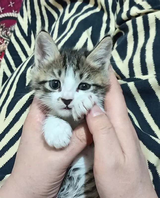 Maftunkor mushukcha 3 Maftunkor mushukcha 3