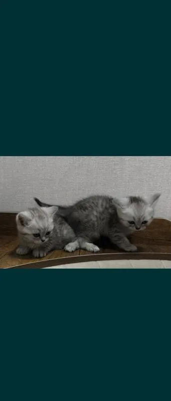 Срочно продаются котята — фото 1