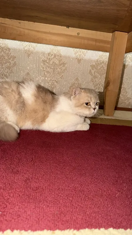 Mushuk sotiladi zotdor 3 Mushuk sotiladi zotdor 3