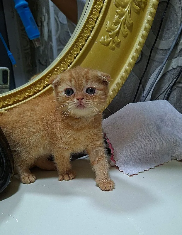 Котята кошки шотландский котёнок шотландская скоттиш фолд девочки — фото 2 Котята кошки шотландский котёнок шотландская скоттиш фолд девочки — фото 2