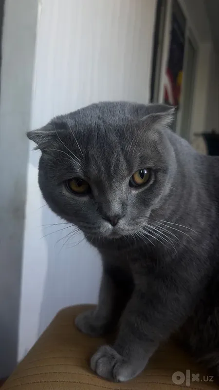 Scottish Fold MuMu 5 Scottish Fold MuMu 5