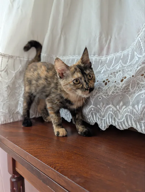 Ласковый котенок | Mehribon mushukcha 9 Ласковый котенок | Mehribon mushukcha 9
