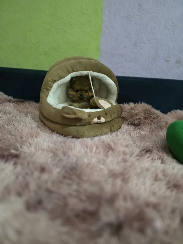 Померанский шпиц