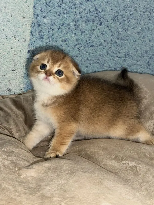 Котята на продажу — фото 1