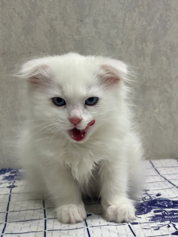 Вислоухий котеночек — фото 1