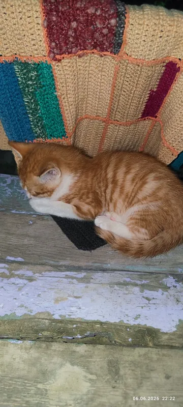 Отдам котят в хорошие руки