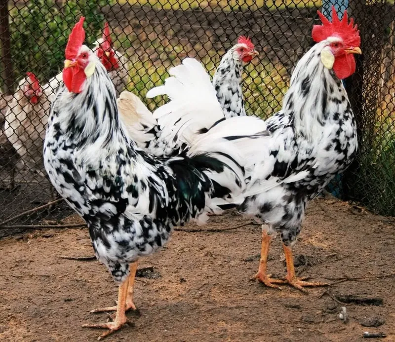 Leggorin dalmatin tayyor tuhumdagi oila sotiladi 1+3. 1