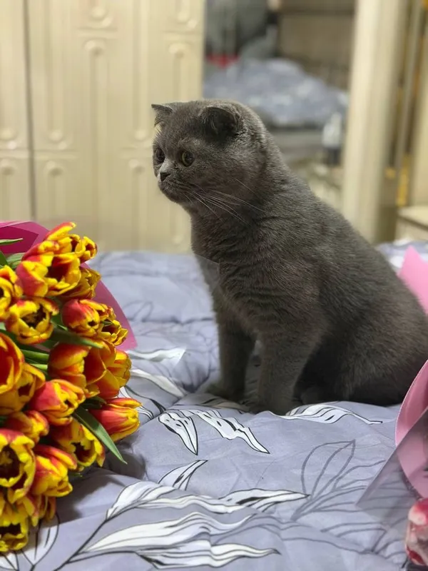 Скотиш фолд сотилади