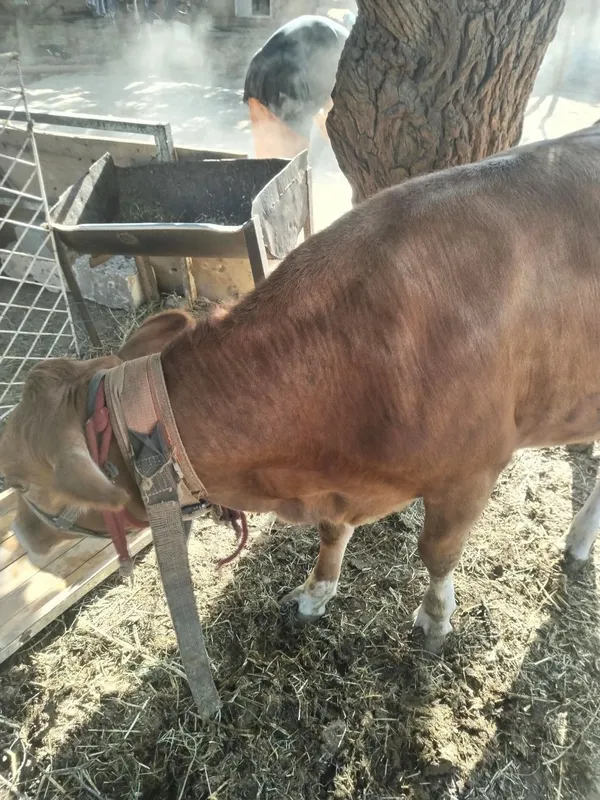 G'unojin sotiladi qochgan 3 G'unojin sotiladi qochgan 3