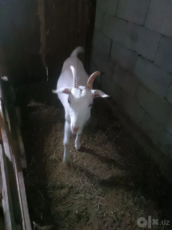 Urg'ochi echki va takacha sotiladi 2 Urg'ochi echki va takacha sotiladi 2