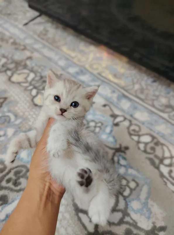 продаются котята шиншилла 4 продаются котята шиншилла 4