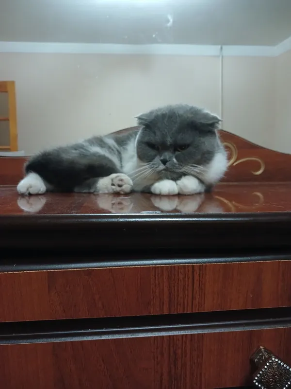 Scottish Fold 1 Scottish Fold 1