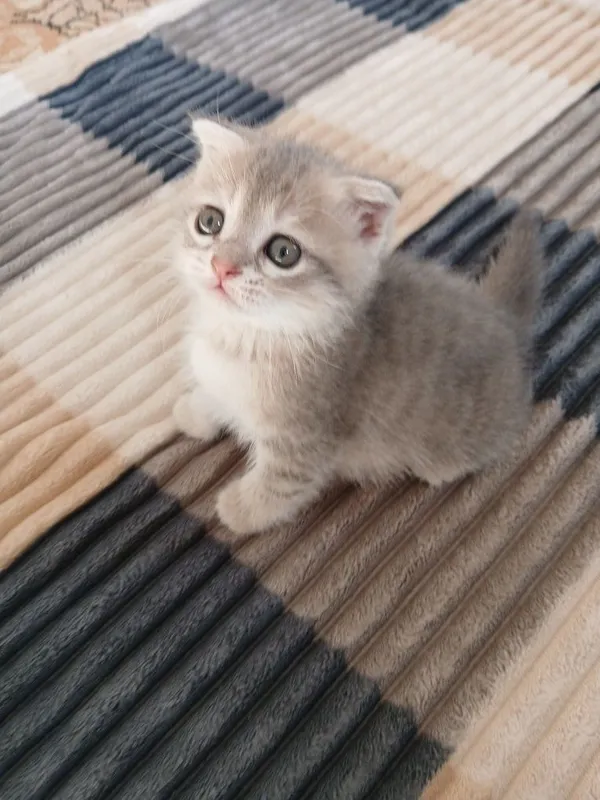 Продаются котята! — фото 3 Продаются котята! — фото 3