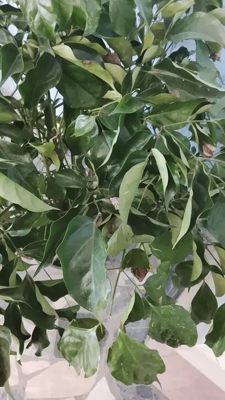 Фикус(Ficus benjamina) комнатное растение. 1 Фикус(Ficus benjamina) комнатное растение. 1