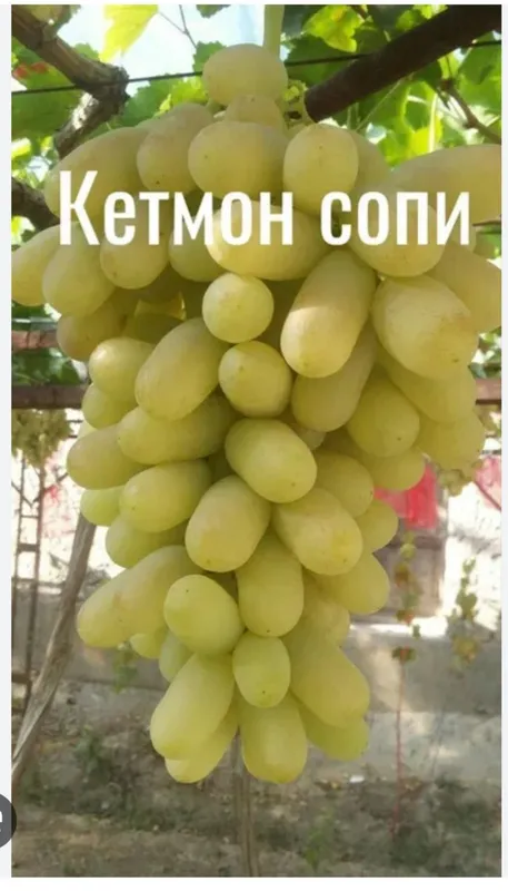 Uzum koʻchatlari