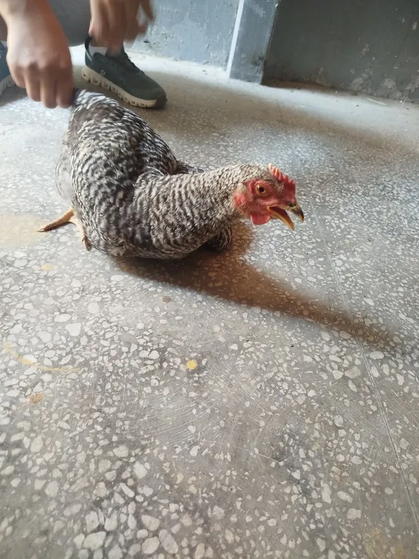 Xoroz qowmcha 1 kilo bugdoyi bor 2