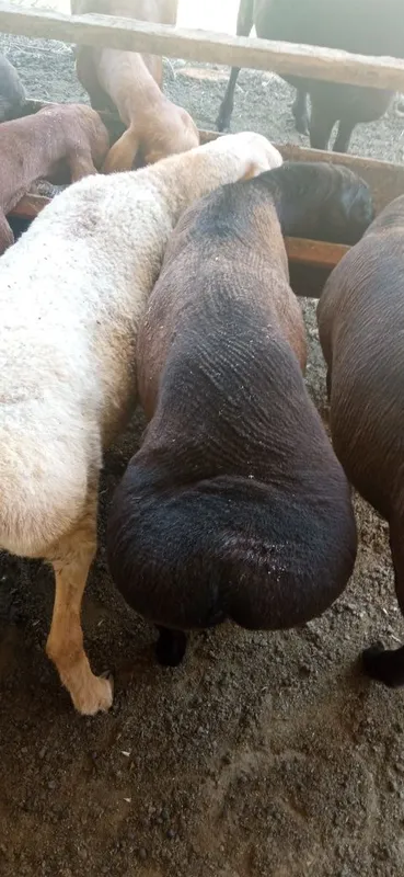 Qozi qochqor zotga 2