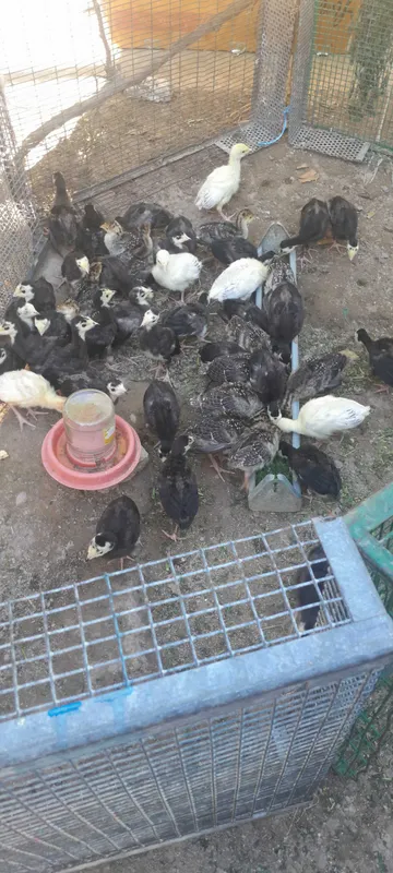 Продаю утят, гусят, цесарят, индюшат.