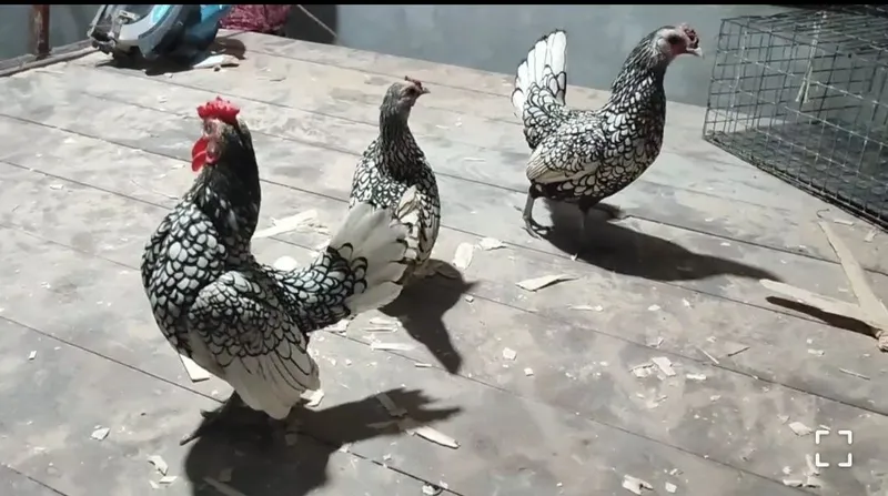 SIBRAYT zotli tovuq tuxumlari