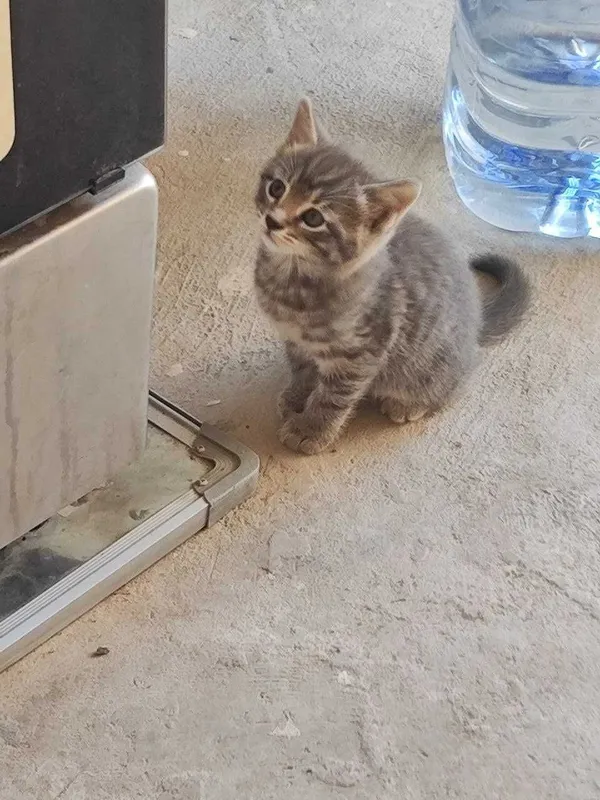 Кошка и три котят — фото 2