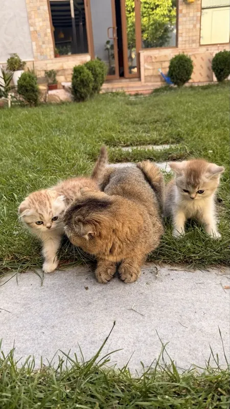 Котята от британской и шотландской вислоухой — фото 3