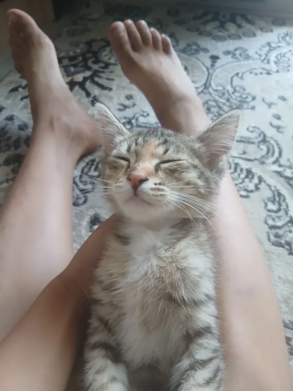 Домашняя кошка (животные) Домашняя кошка (животные)