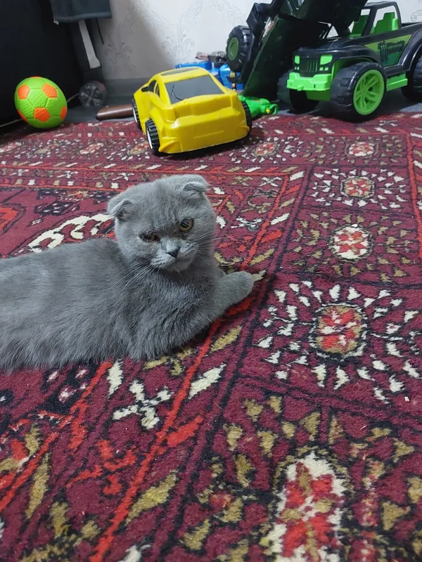 котята скотиш фолд — фото 2