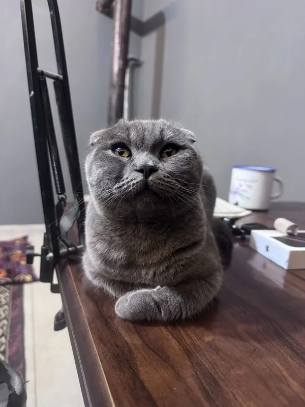Шотладский Скотиш skotish mushugi erkak
