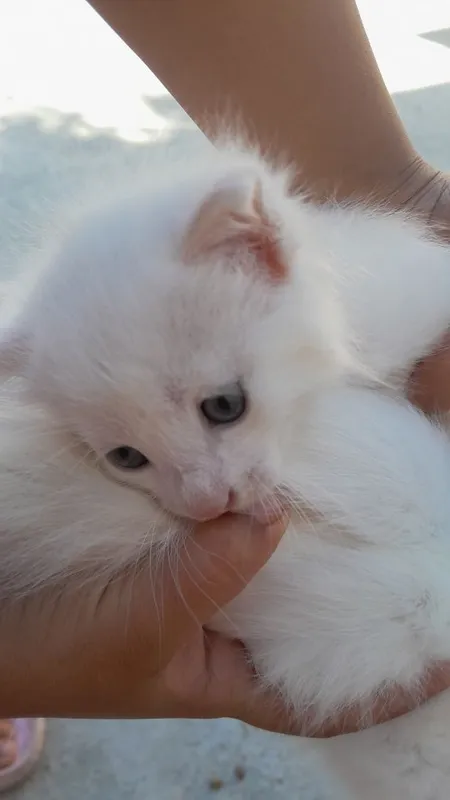 Отдам даром котят — фото 2