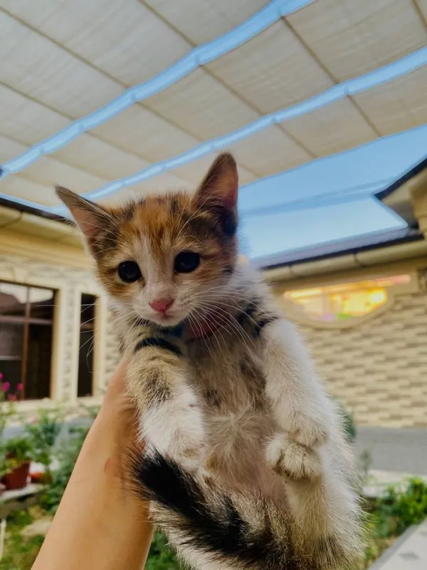 Отдам котят бесплатно 4 Отдам котят бесплатно 4