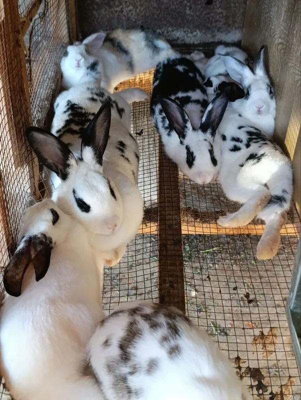 quyonlar sotiladi zotdor soglom va toza ozoda qaralgan 5 quyonlar sotiladi zotdor soglom va toza ozoda qaralgan 5