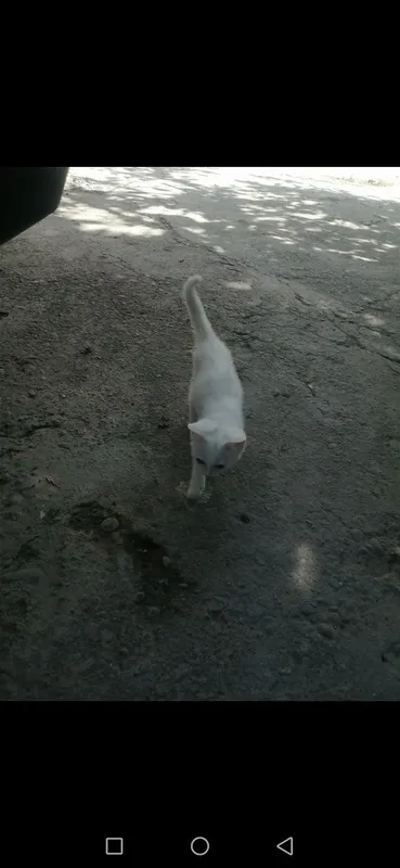Продаются котята скотиш-фолд девочки . Белые. — фото 2
