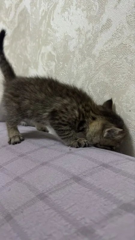 Котята пародистые 2 Котята пародистые 2