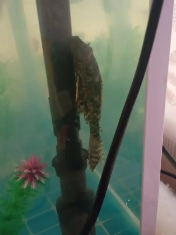 Akvarium uchun Pilisos baliq tez katta boʻladi va suv tozalaydi — фото 3