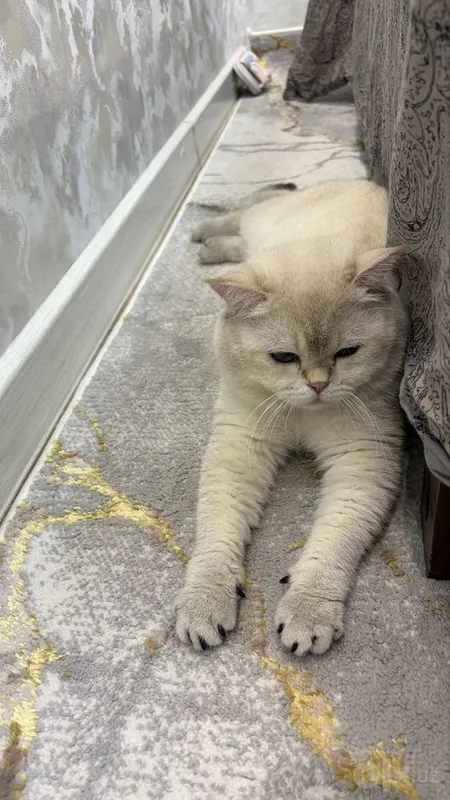 Вязка кошки vyazka mushuk 3 Вязка кошки vyazka mushuk 3