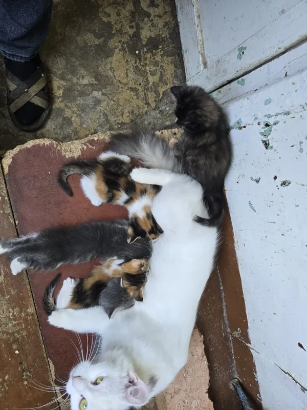 Отдам котят домашних