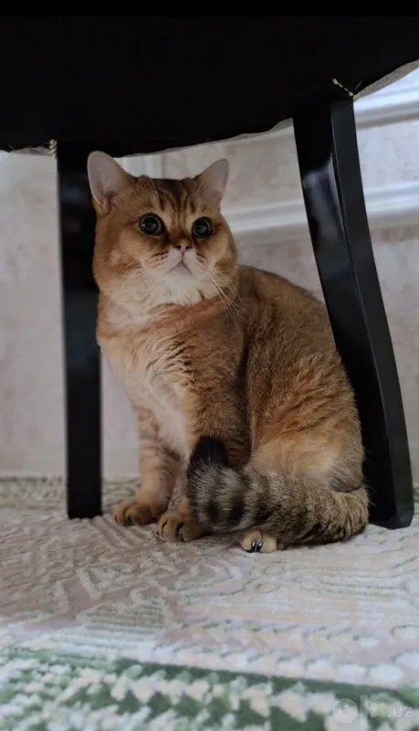 Продаются котята, золотой шишиллы- девочка и мальчик. 200$ 3 Продаются котята, золотой шишиллы- девочка и мальчик. 200$ 3