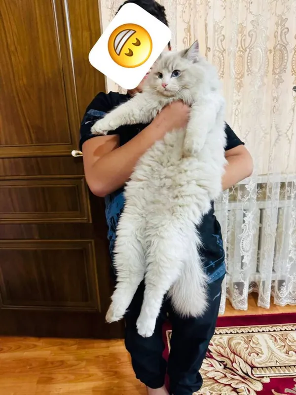 Regdoll vyazka tozza qon Регдолл вязка чисто кровный — фото 1