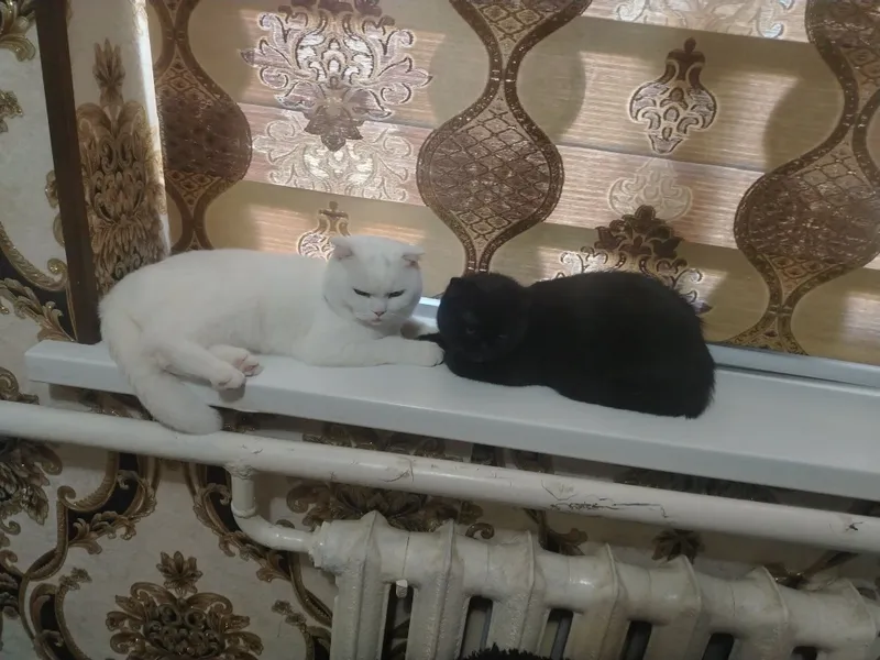 Мушук ок Кора ака сингил