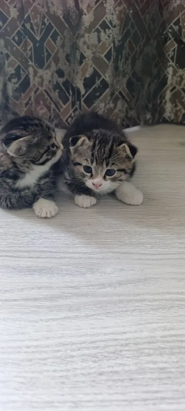 Oʻsma quloq mushuk Вислоухие котята — фото 2