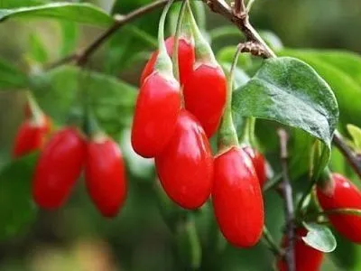 Гожи бутаси goji ko'chatlari — фото 7